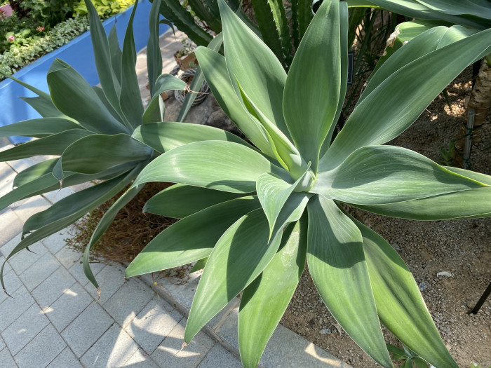 아테누아타 - Foxtail Agave, Dragon-Tree Agave, Spineless Agave, Agave attenuata
