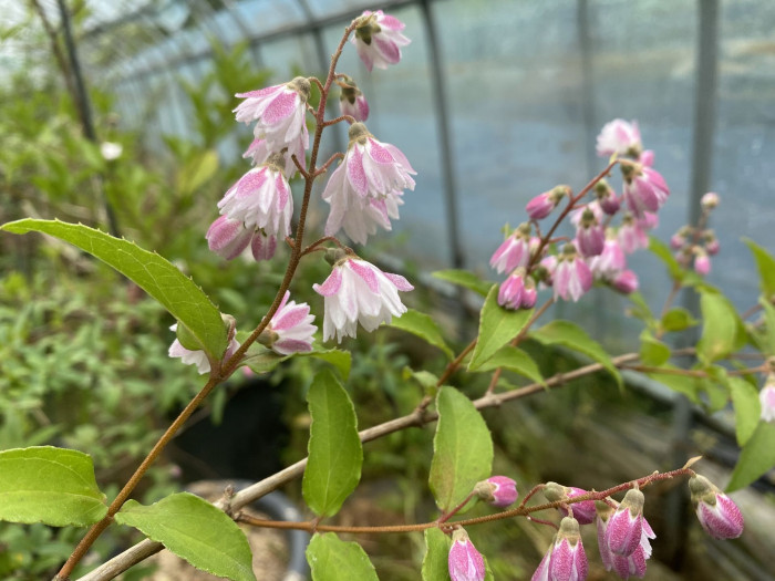 빈도리 - Deutzia crenata Siebold & Zucc.