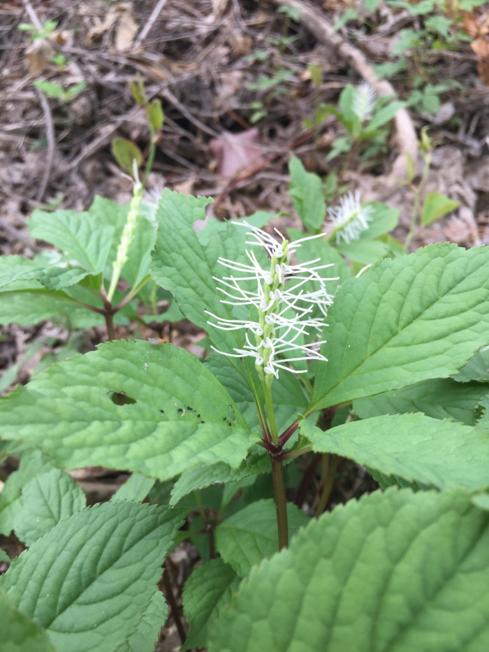 홀아비꽃대 - Chloranthus japonicus