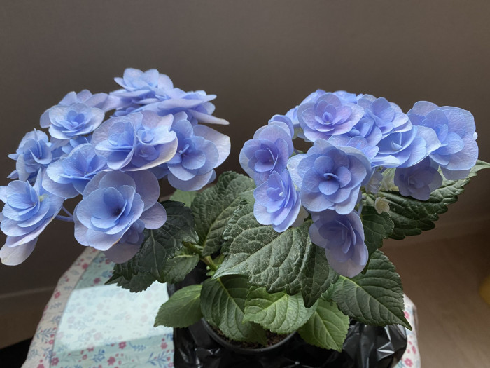 수국 - Hydrangea, Hydrangea macrophylla (Thunb.) Ser. for. otaksa (Siebold & Zucc.) E. H. Wilson