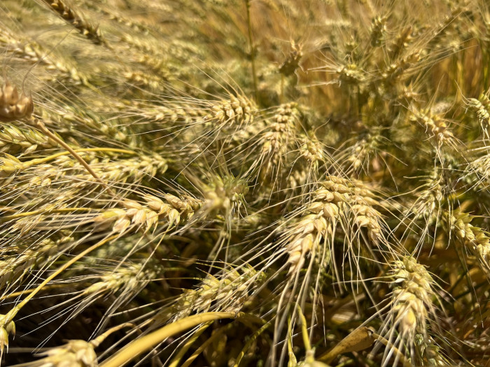 보리 - Hordeum vulgare var. hexastichon (L.) Asch.