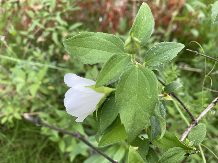 고광나무 - Korean mock orange, Philadelphus schrenkii Rupr. var. schrenkii