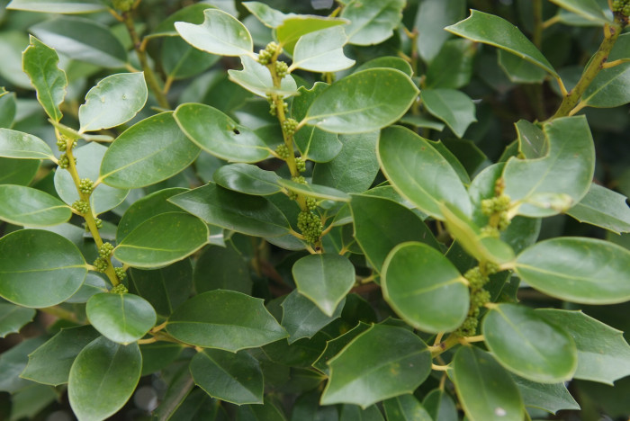 완도호랑가시나무 - Ilex wandoensis C. F. Miller