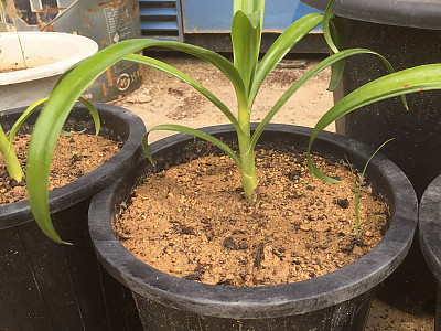 문주란 사진 - Crinum asiaticum var. japonicum Baker Photos