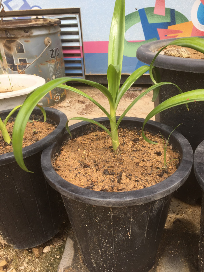 문주란 - poison bulb, giant crinum lily, grand crinum lily, spider lily, Crinum asiaticum var. japonicum Baker