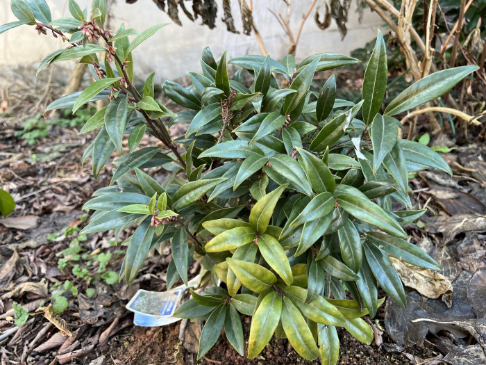 향회양목 - Sarcococca hookeriana var. humilis
