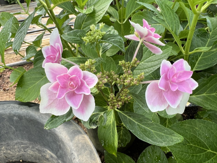 스타게이저 수국 - Hydrangea macrophylla Stargazer