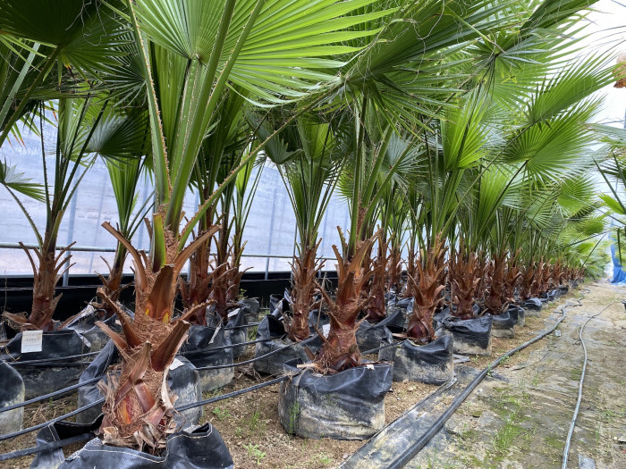 워싱턴야자 - Washington palm, California Fan Palm, Washingtonia filifera