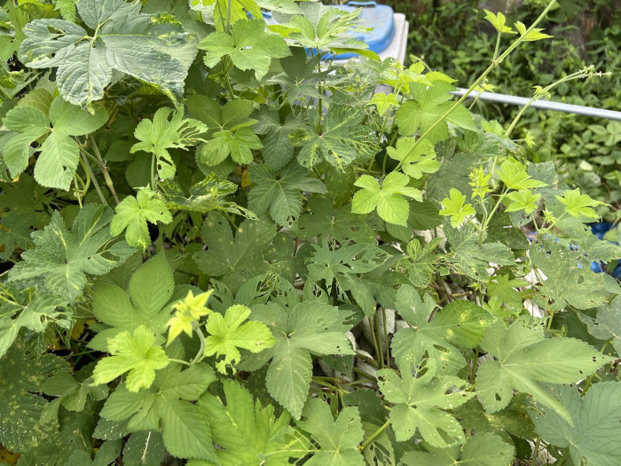 환삼덩굴 - Humulus japonicus Sieboid & Zucc.