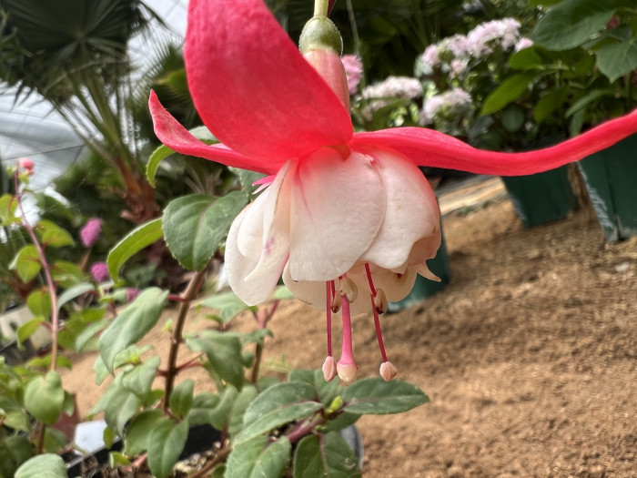 후쿠시아 - Common garden fuchsia