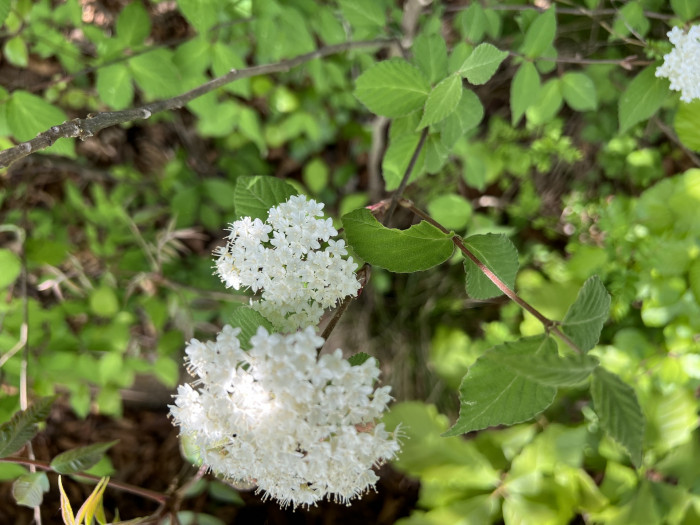 덜꿩나무 - Viburnum erosum Thunb.