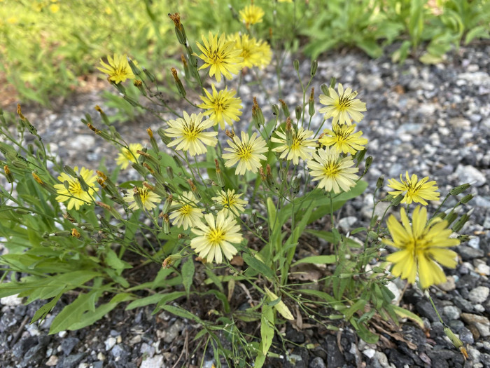 노랑선씀바귀 - Ixeris chinensis (Thunb.) Nakai