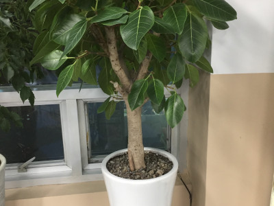 뱅갈고무나무 사진 - Ficus banghalensis Photos