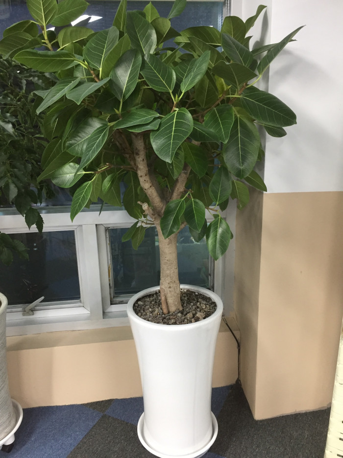 뱅갈고무나무 - banyan, Bengal fig, Indian fig, East Indian fig, Ficus banghalensis