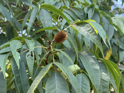 솔비나무 사진 - Maackia fauriei (H.Lev.) Takeda Photos