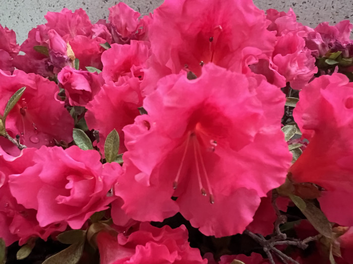 철쭉 - Deciduous Azalea, Rhododendron schlippenbachii Maxim.