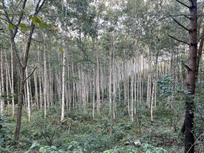 자작나무 사진 - Betula pendula Roth Photos