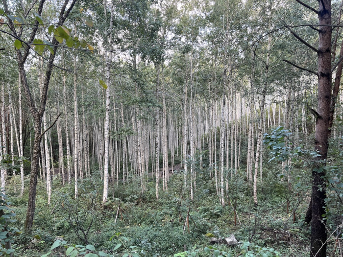 자작나무 - BetulaPendula