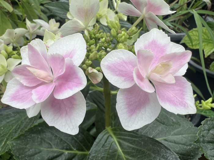 수국 스타게이저 -  Hydrangea macrophylla Stargazer 