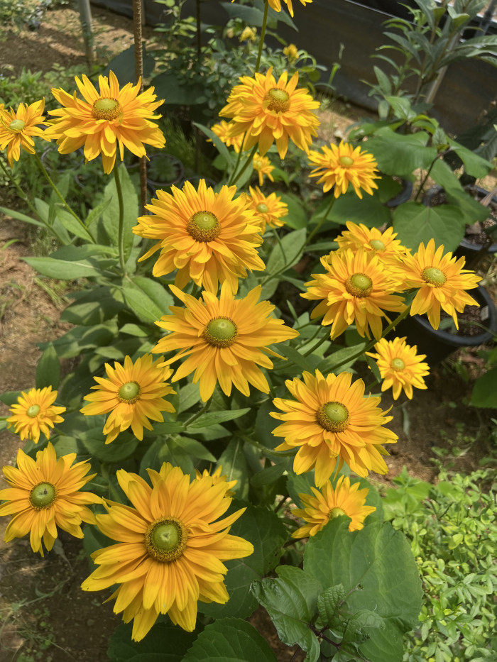 천인국 - Indian blanket