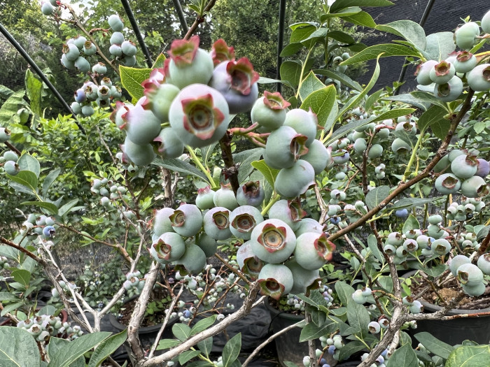 블루베리 - Blueberry, Vaccinium spp.