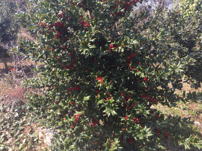 호랑가시나무 - Ilex cornuta Lindl. & Paxton