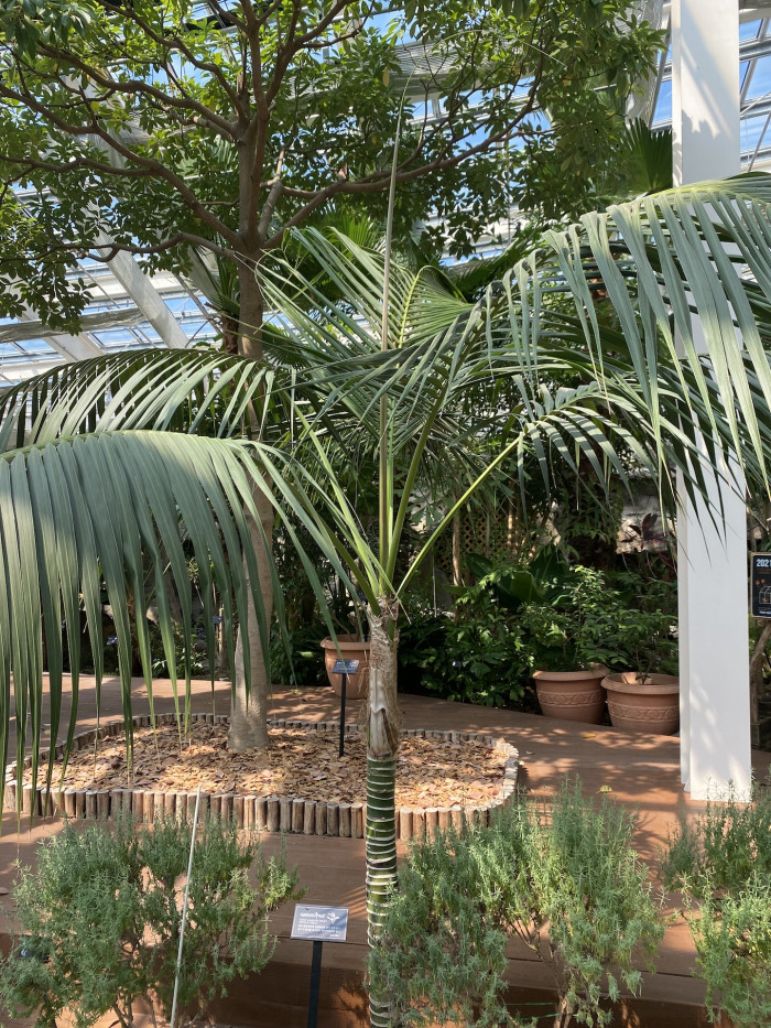 켄차야자 - Kentia palm, Howea Forsterana