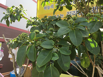 황칠나무 사진 - Dendropanax morbiferus H.Lev. Photos