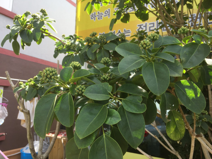 황칠나무 - Dendropanax morbiferus H.Lev.