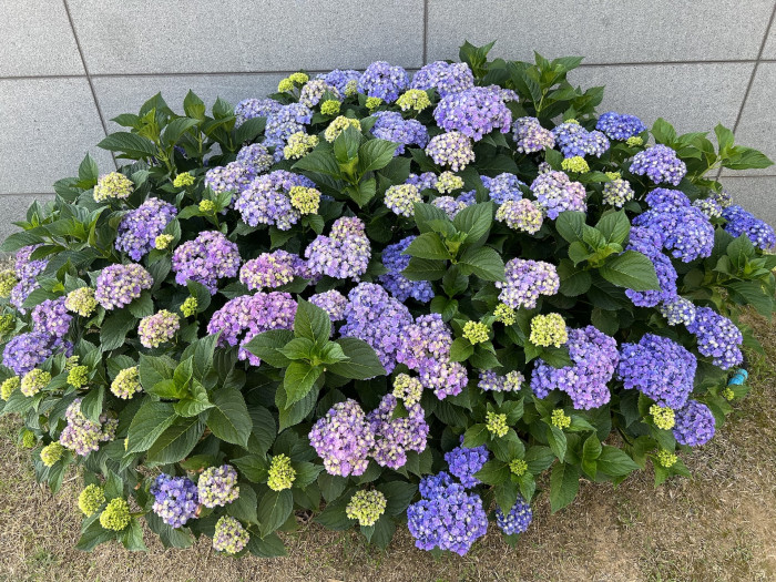 수국 투게더