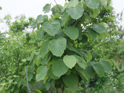 쪽동백나무 사진 - Styrax obassia Siebold & Zucc. Photos