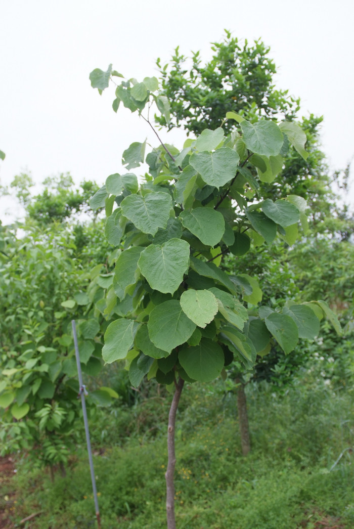 쪽동백나무 - Styrax obassia Siebold & Zucc.
