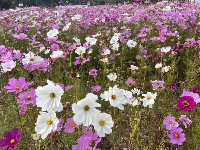 코스모스 - Browallia speciosa, Cosmos bipinnatus