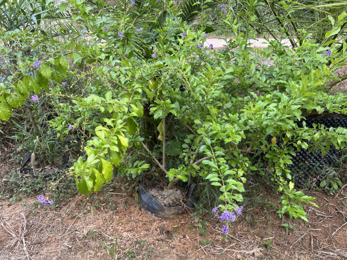 듀란타 - Duranta repens