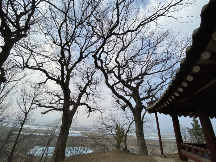 상수리나무 - Quercus acutissima Carruth.