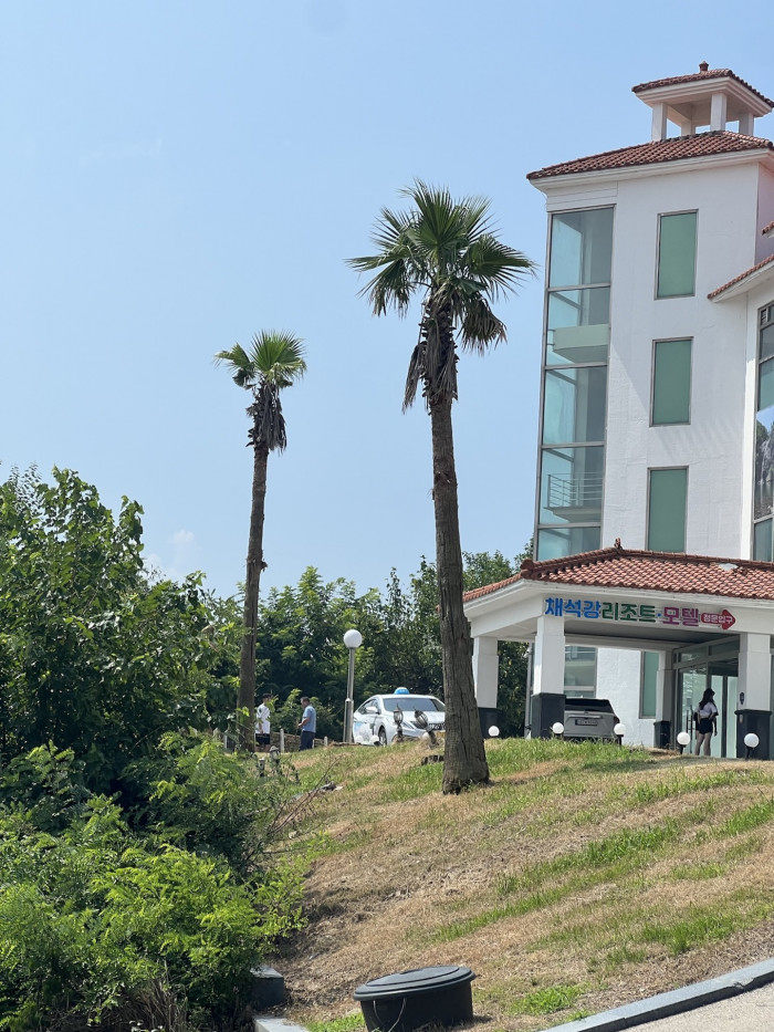 워싱턴야자 - Washington palm, California Fan Palm, Washingtonia filifera