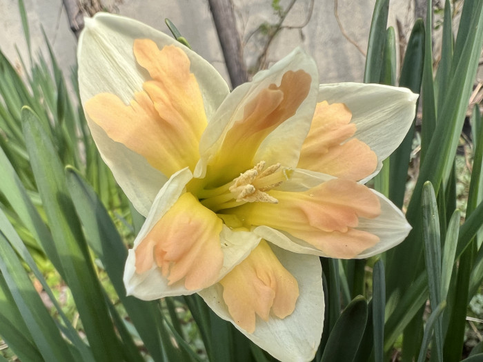 수선화 - daffodil, Narcissus tazetta var. chinensis