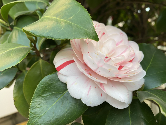 동백나무 - Camellia japonica L.