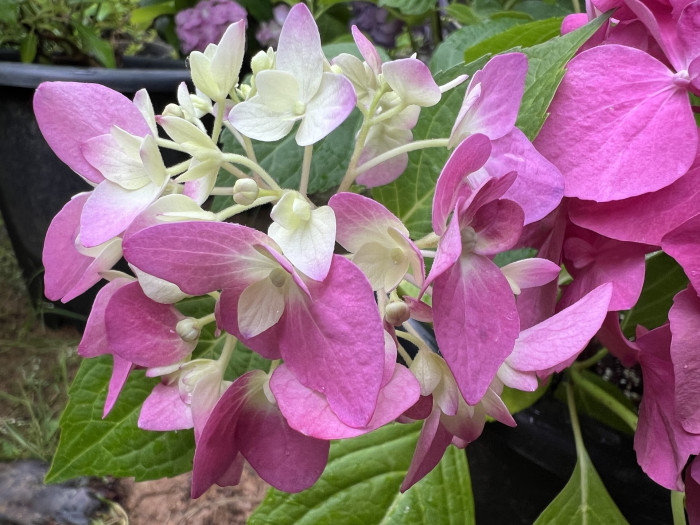 렛츠댄스 아리바 수국 - Hydrangea macrophylla iArriba