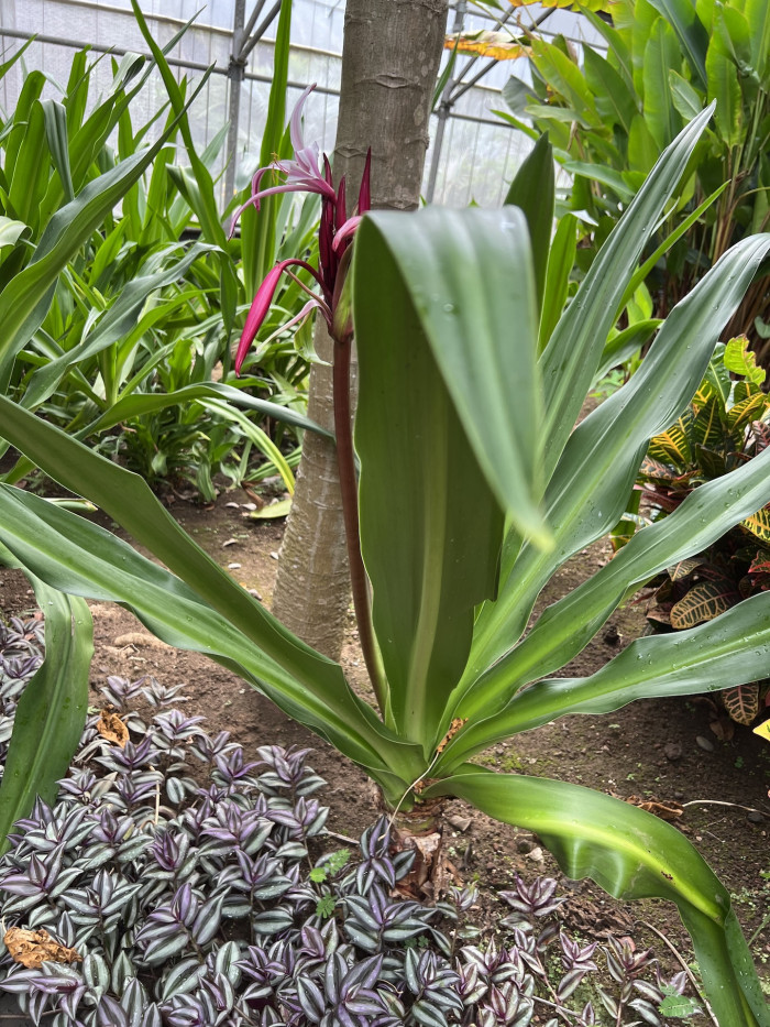 문주란 - poison bulb, giant crinum lily, grand crinum lily, spider lily, Crinum asiaticum var. japonicum Baker
