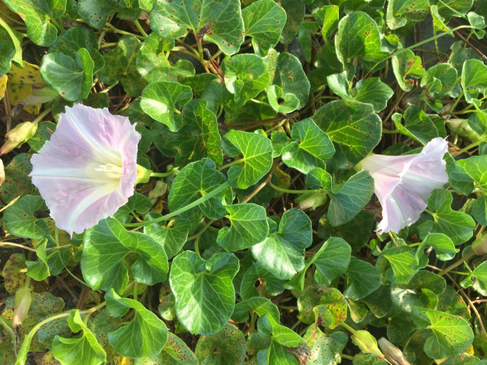 갯메꽃 - Calystegia soldanella (L.) Roem. & Schultb.
