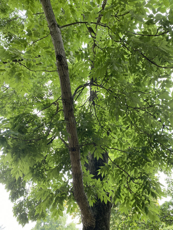 들메나무 - Manchurian Ash, Fraxinus mandshurica Rupr.