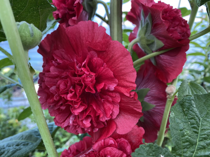 겹접시꽃 - Alcea rosea, Althaea rosea