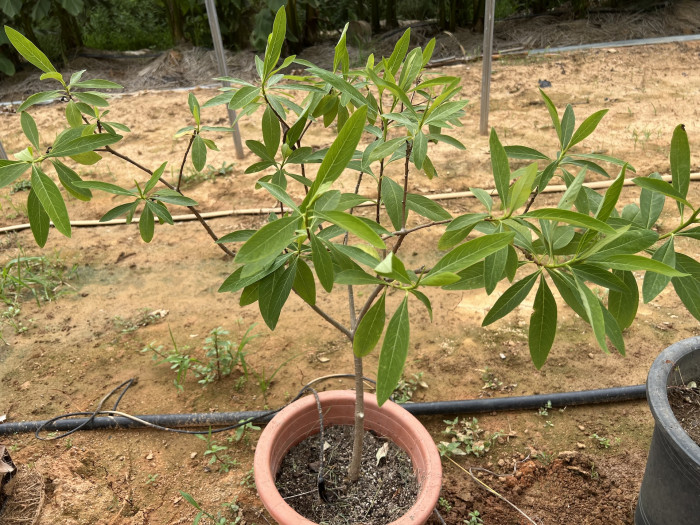 삼지닥나무 - Edgeworthia chrysantha Lindl.