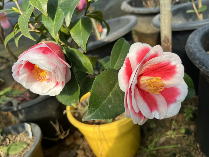 동백나무 - Camellia Japonica