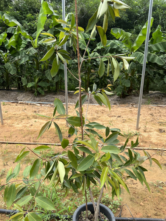 자바플럼 - Java plum, Syzygium cumini