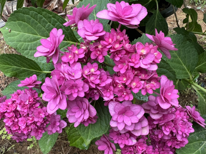 수국 히미코 - Hydrangea Tsukigumi
