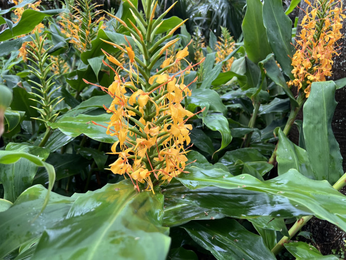 헤디키움 가드네리아눔 - Kahili Ginger, Kahila Garland-lily, Hedychium gardnerianum