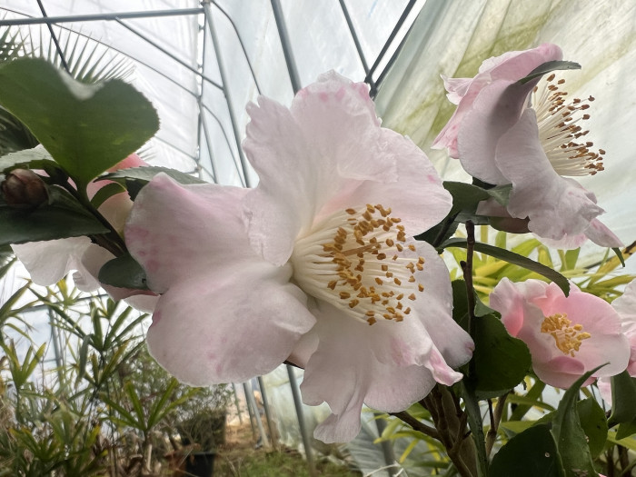 동백나무 - Camellia Japonica