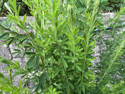 비수리 사진 - Lespedeza cuneata G.Don Photos